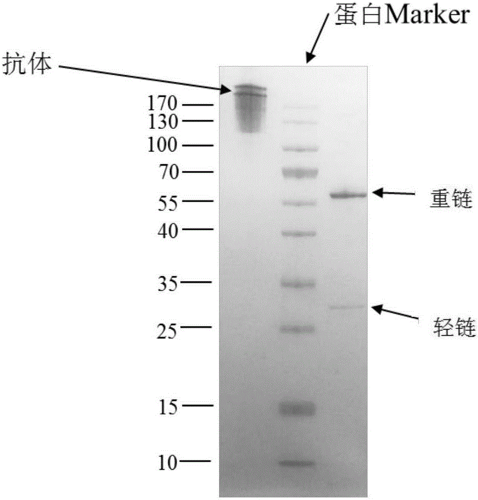 Fully-human-derived anti-HCV (hepatitis C virus) neutralizing antibody-TRN1001