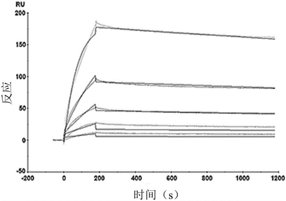 Fully-human-derived anti-HCV (hepatitis C virus) neutralizing antibody-TRN1001