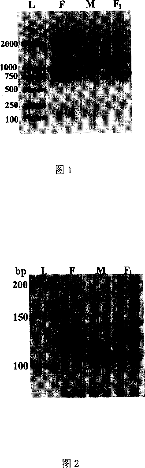 Purity testing method for tomato hybrid based on PCR technology