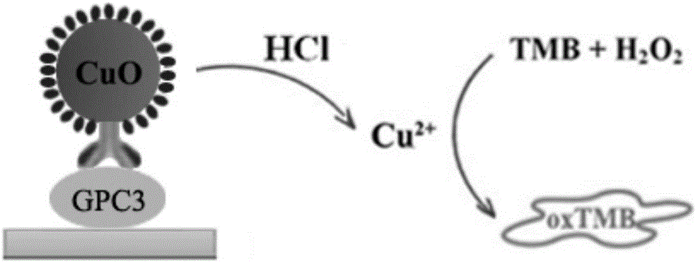 Kit for detecting glypican-3 and detection method