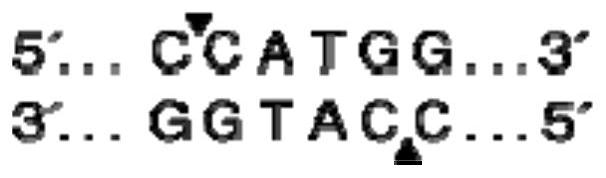 Preparation method of recombinant NcoI restriction endonuclease