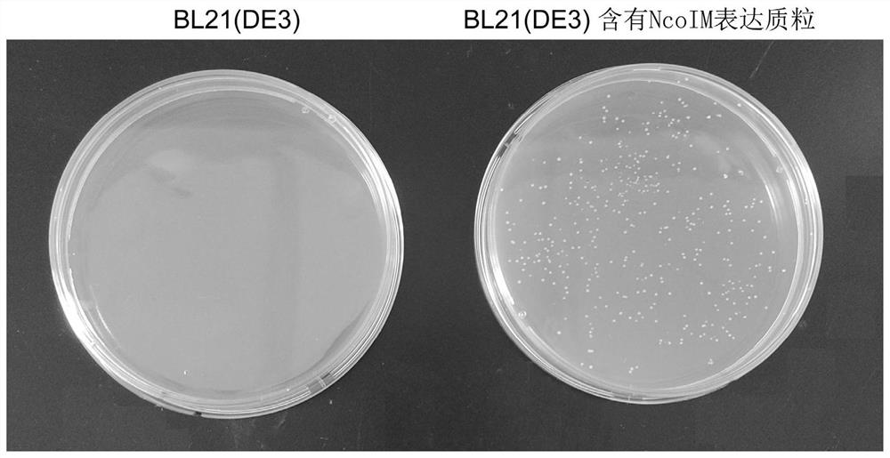 Preparation method of recombinant NcoI restriction endonuclease