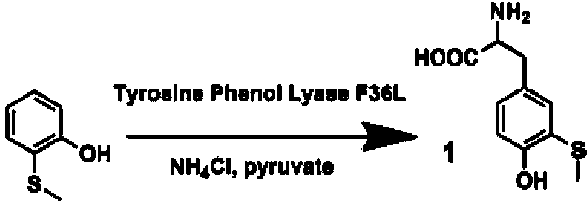 3-methylthio tyrosine translation system and application thereof