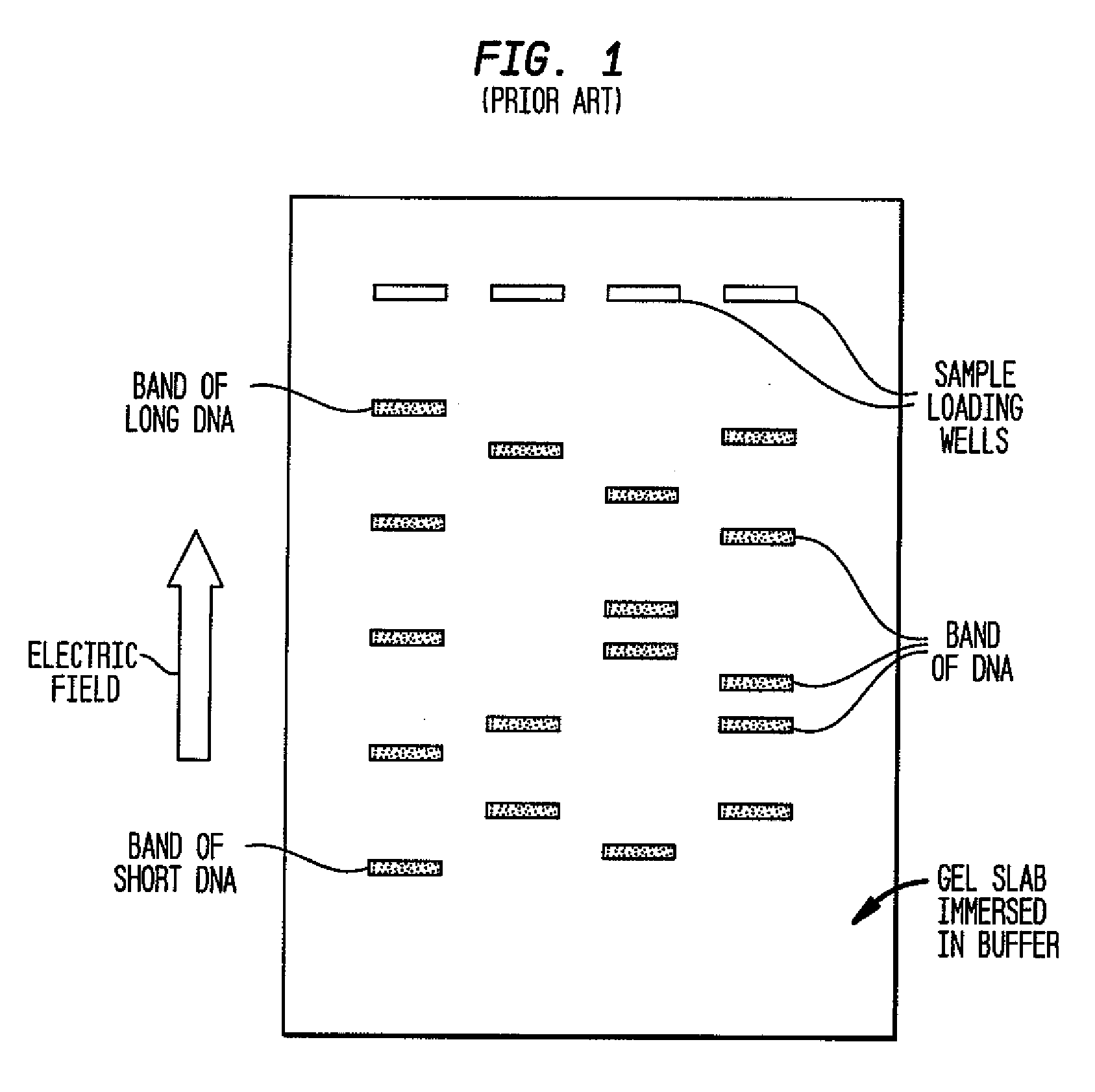 Fractionation of Macro-Molecules Using Asymmetric Pulsed Field Electrophoresis