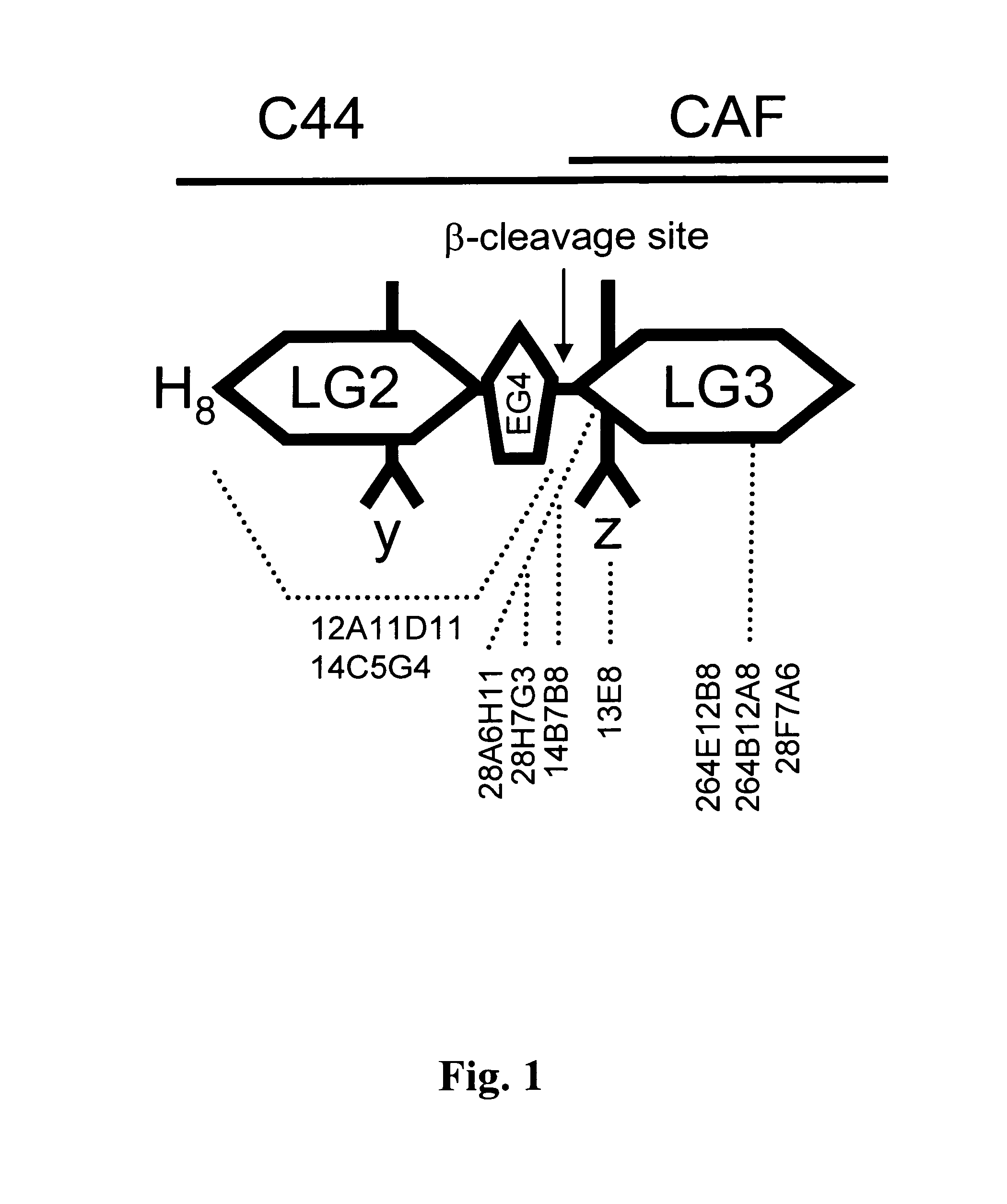 Method for the production of hybridoma cell lines producing monoclonal antibodies capable to specifically binding to a human c44-fragment of agrin