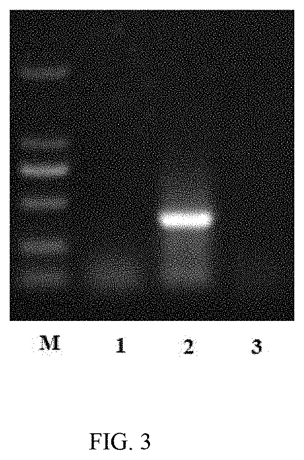 Use of Bromophenol-pyrazoline Compounds in the Treatment of Porcine Coronavirus Diseases