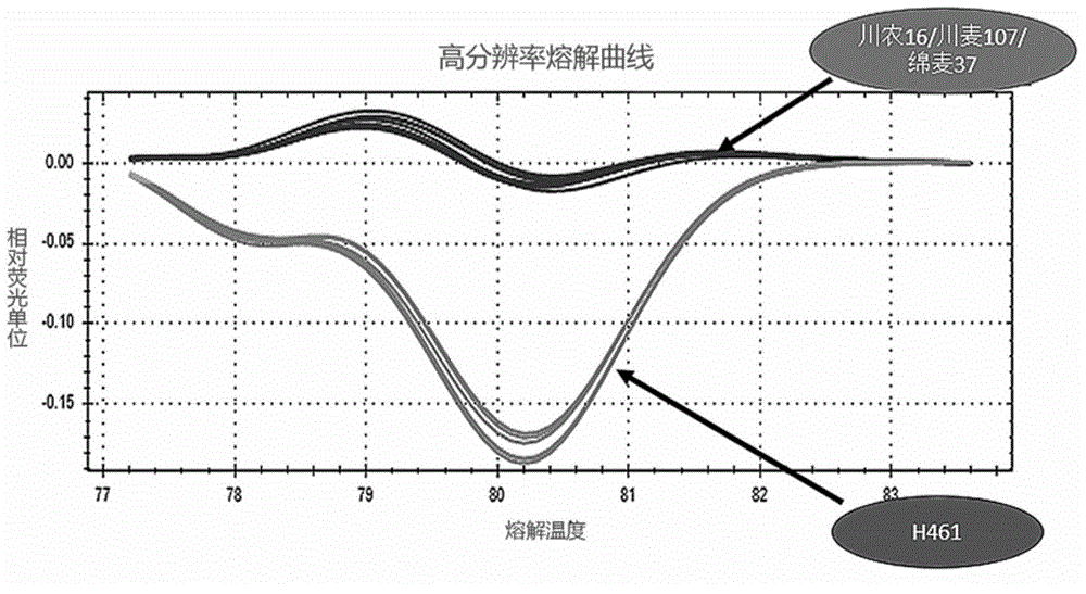 Molecular marker HRM5 of wheat few-tillering gene Ltn3 and application thereof