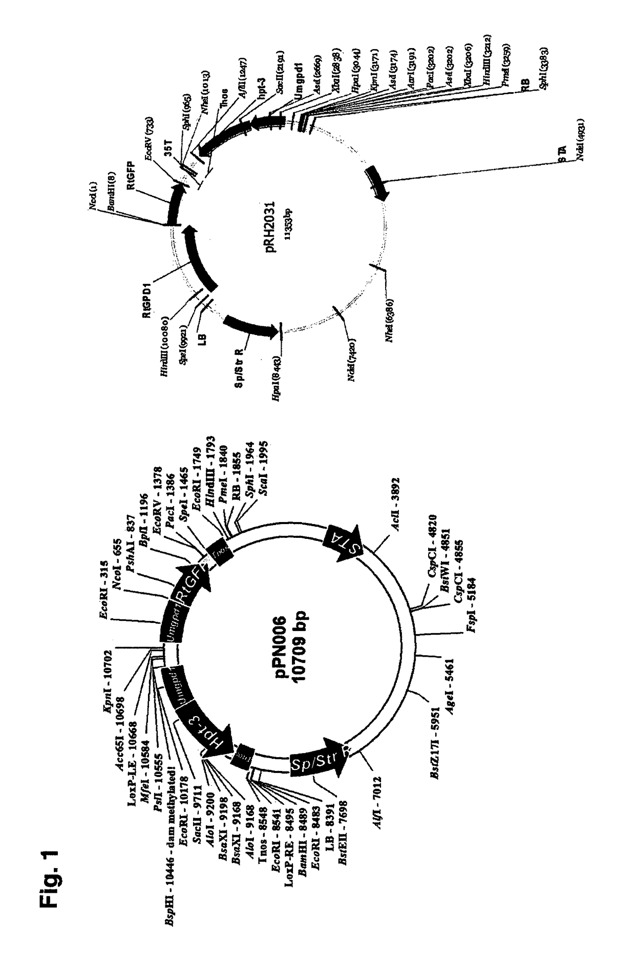 Polynucleotide sequences from rhodosporidium and rhodotorula and use thereof