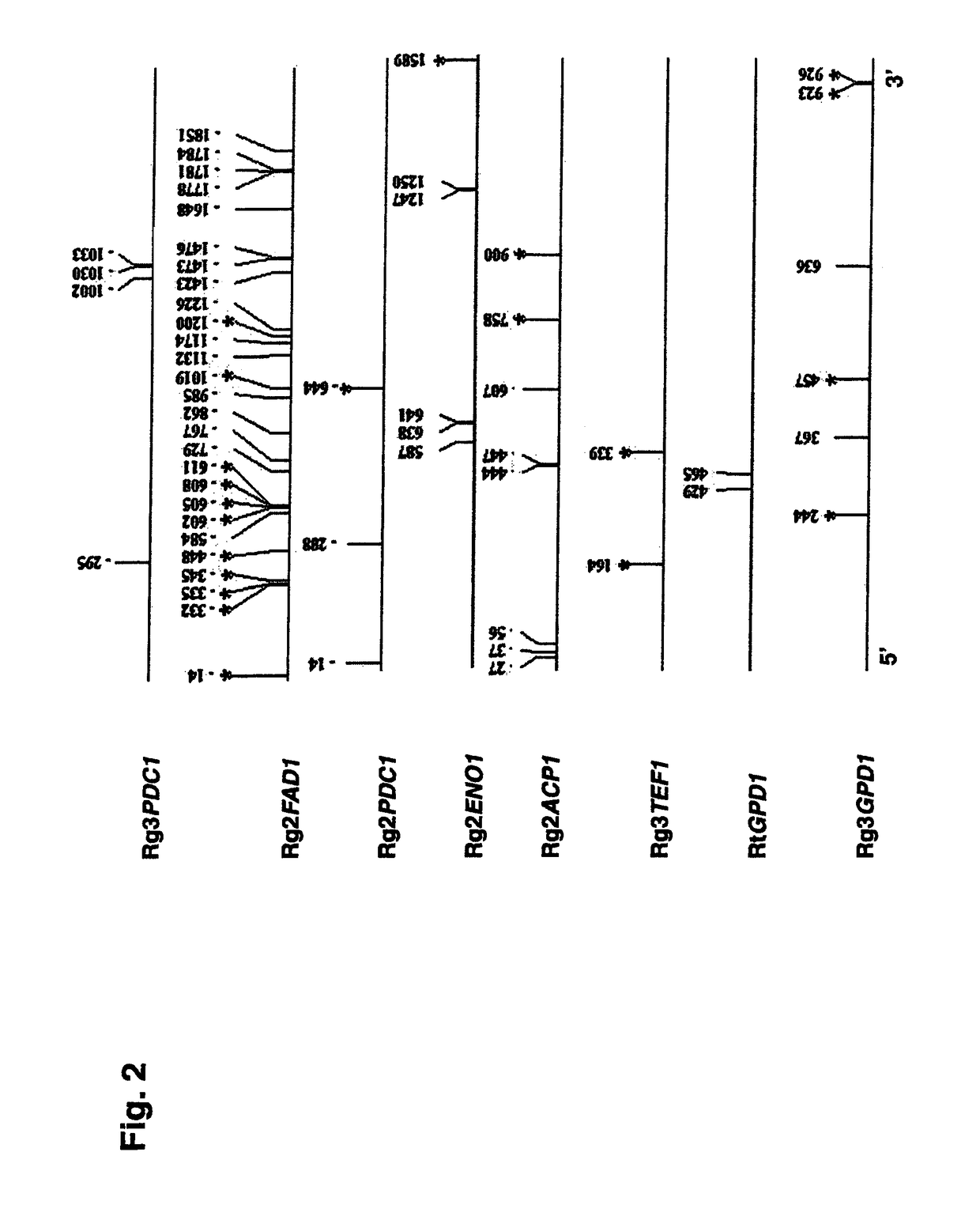 Polynucleotide sequences from rhodosporidium and rhodotorula and use thereof