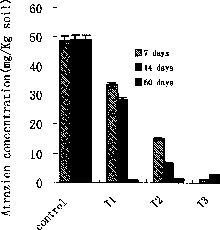 Triazine herbicide residual degrading strain and strain therefrom