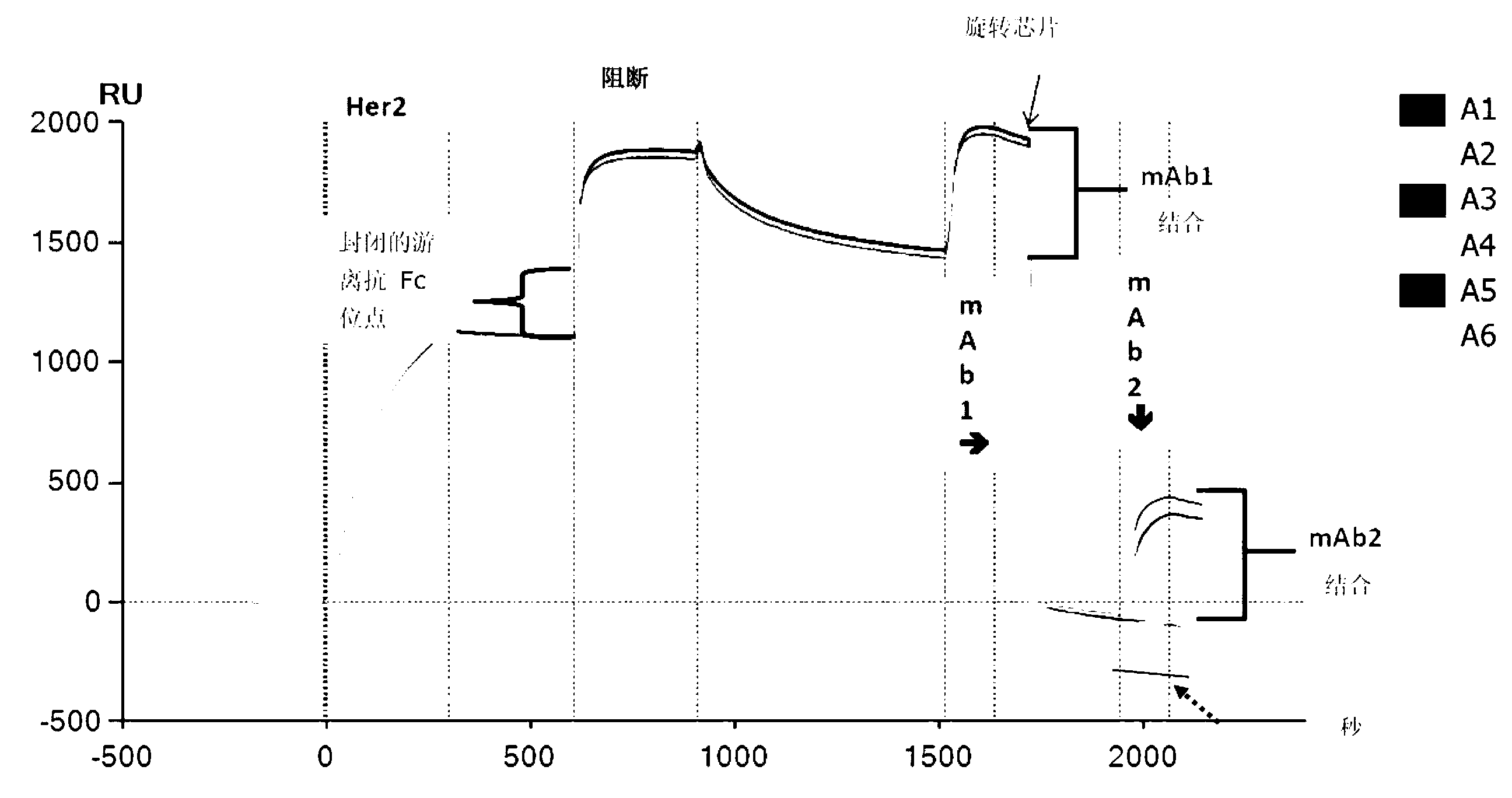 Anti-HER2 antibodies and compositions