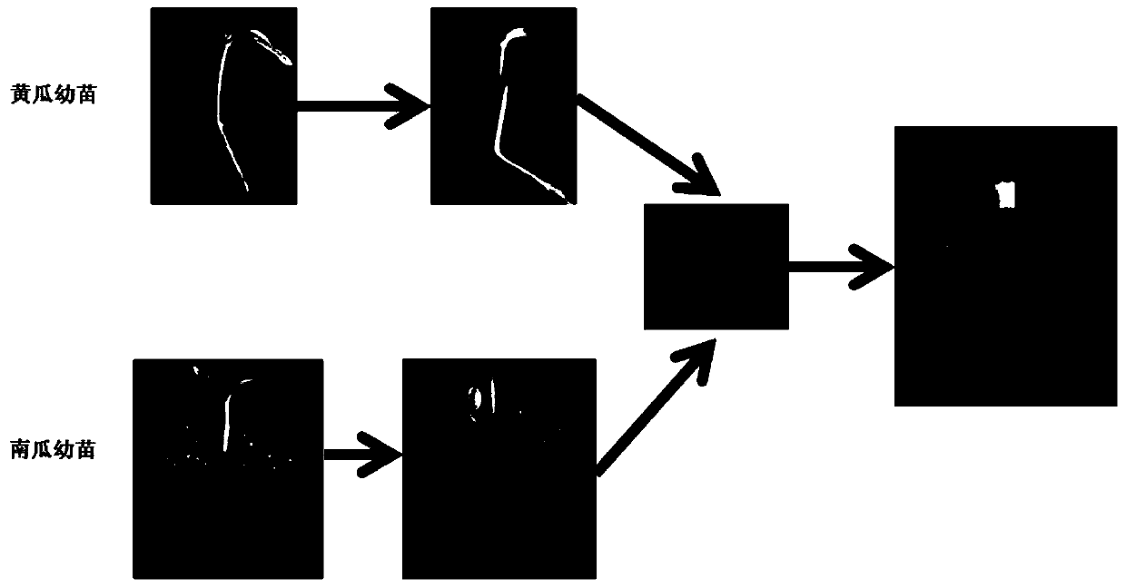 A kind of cucumber grafting method