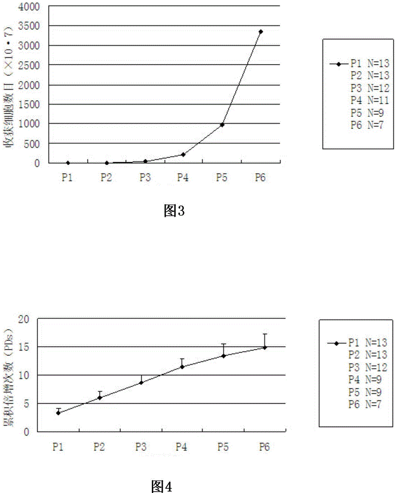 In-vitro separation and cultivation method for tooth-sourced mesenchymal stem cells