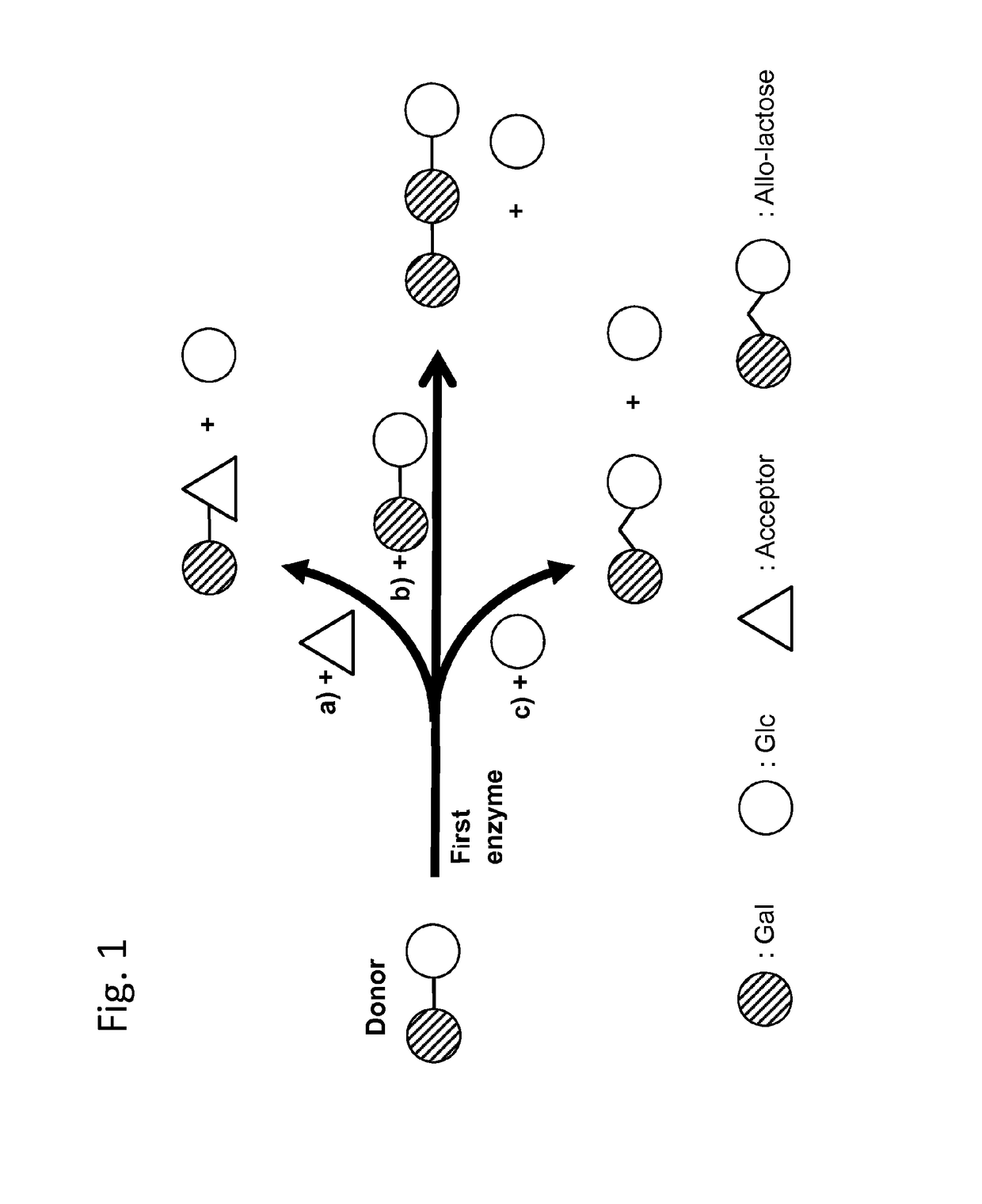 Method of producing a composition containing galacto-oligosacchardies