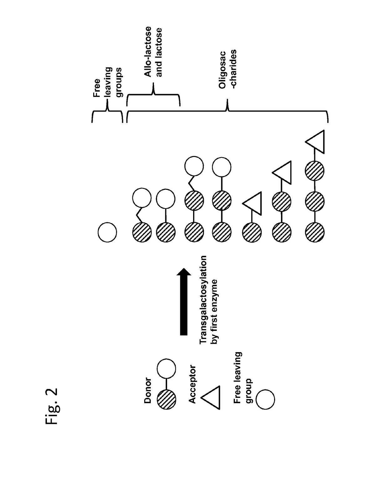 Method of producing a composition containing galacto-oligosacchardies