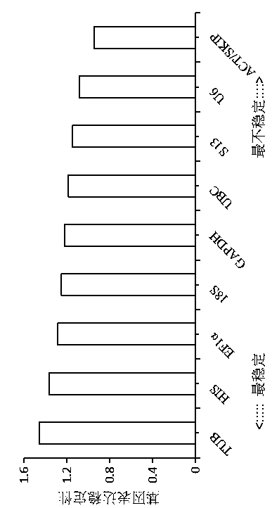 Screening method for real-time fluorescent quantitative PCR reference genes of Hibiscus hamabo Sieb.et Zucc