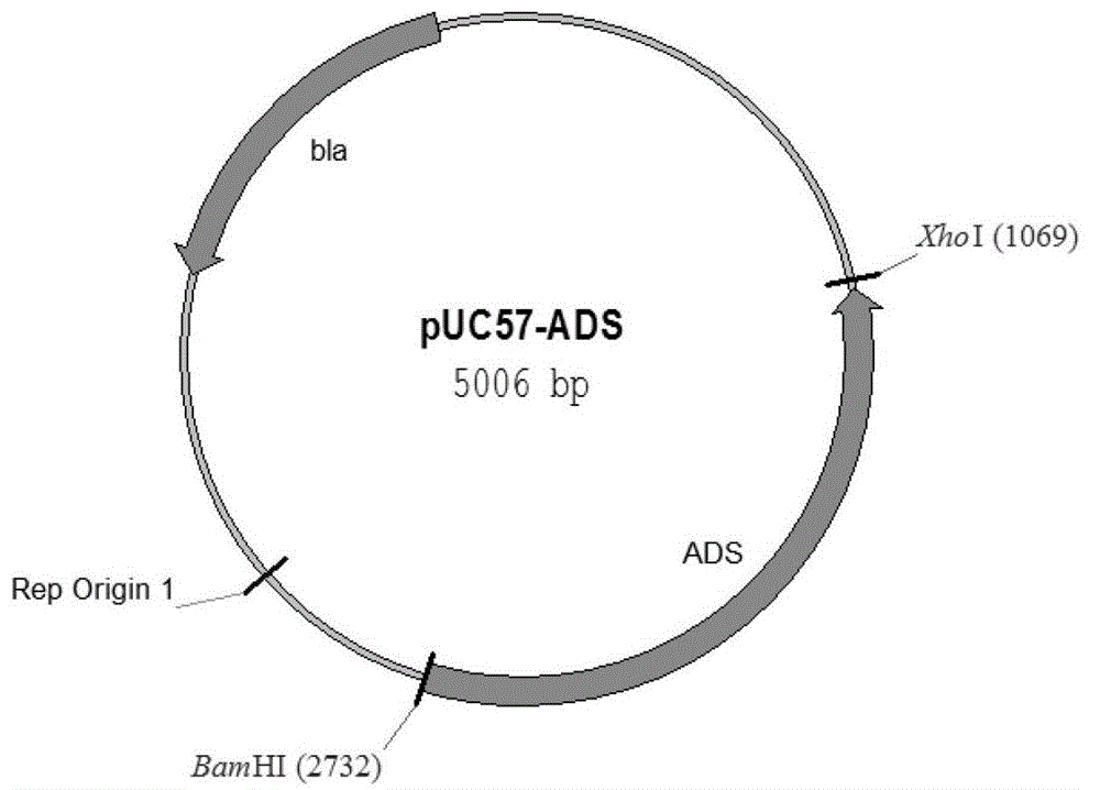 Engineering bacterium and application thereof in production of amorpha fruticosa-4,11-diene