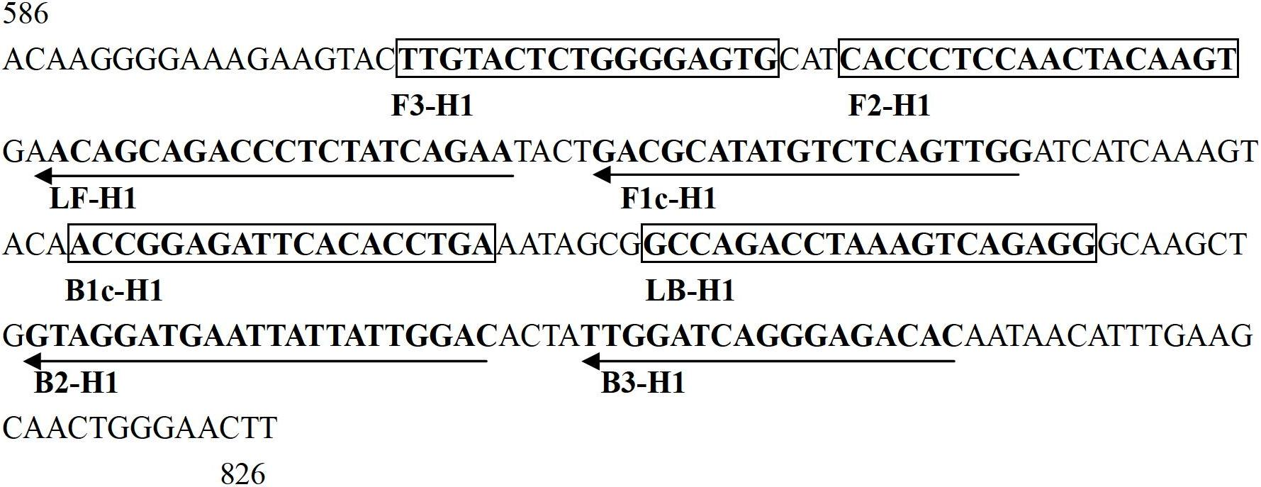 RT-LAMP (reverse transcription loop-mediated isothermal amplification) visual detection kit for H1N1 subtype avian influenza viruses