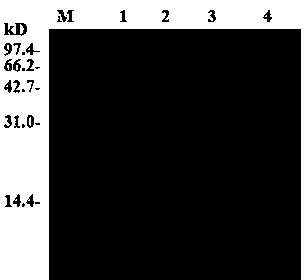 68th and 109th double mutant enzyme of D-psicose 3-epimerase and application thereof