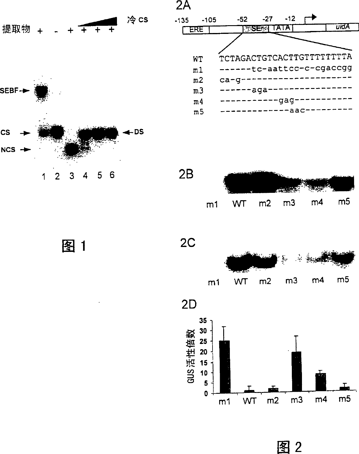 Plant transcriptional repressor, proteic nuclear factors binding thereto, and uses thereof