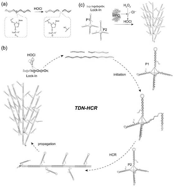 Isothermal nucleic acid amplification sensor for rapidly detecting hypochlorous acid and myeloperoxidase