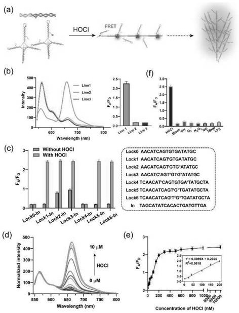 Isothermal nucleic acid amplification sensor for rapidly detecting hypochlorous acid and myeloperoxidase