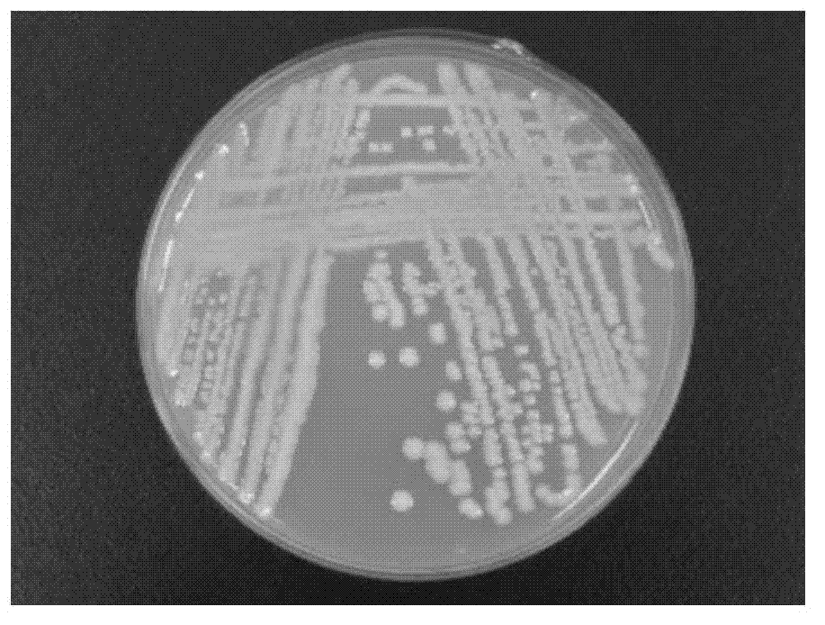 Acinetobacterbeijerinckii and application of acinetobacterbeijerinckii