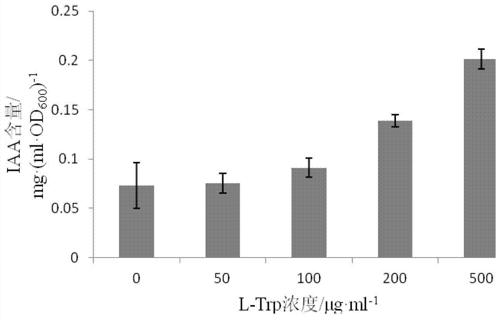 Acinetobacterbeijerinckii and application of acinetobacterbeijerinckii