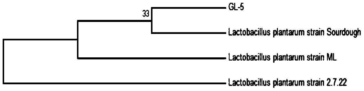 Lactobacillus plantarum GL-5 with oxidation resisting activity and application thereof