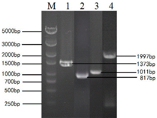 Construction method and application of engineered strain for producing phenol through glycerol fermentation