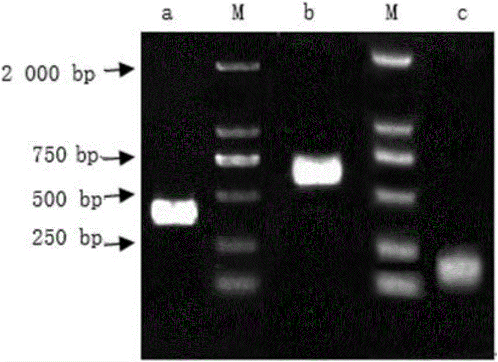 Method for creating cytoplasmic male sterile line by utilizing cotton transgenosis