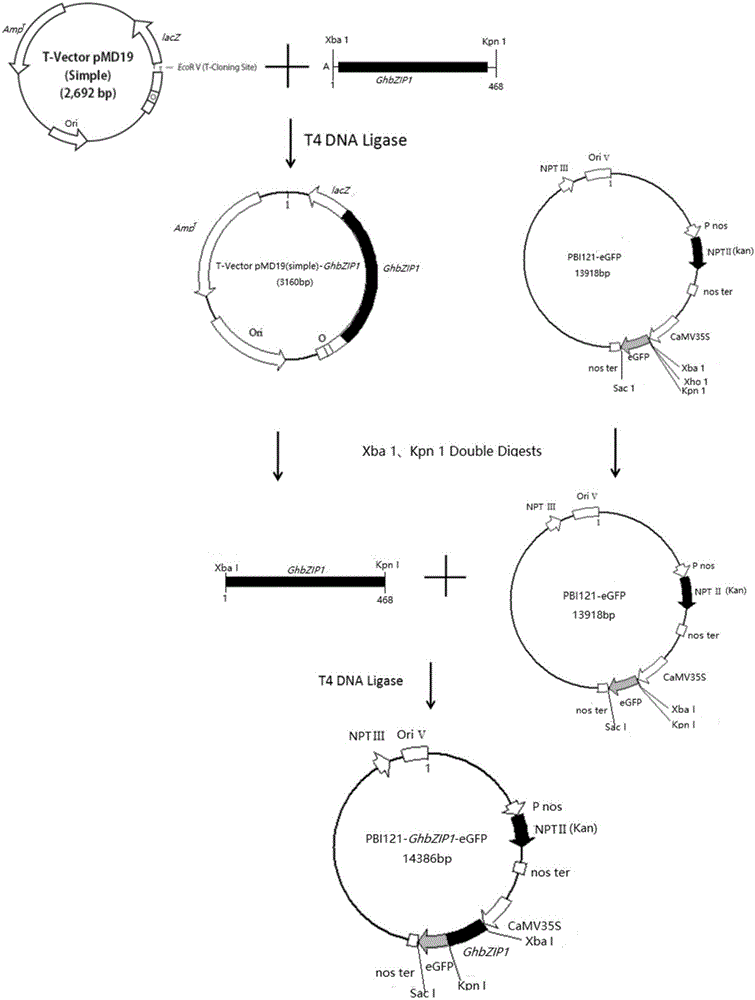 Method for creating cytoplasmic male sterile line by utilizing cotton transgenosis