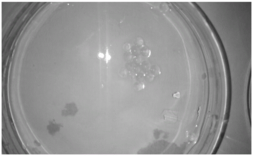 White rot fungus biological microsphere and preparation method thereof