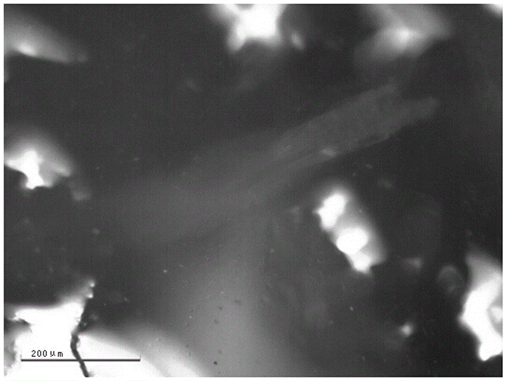 White rot fungus biological microsphere and preparation method thereof