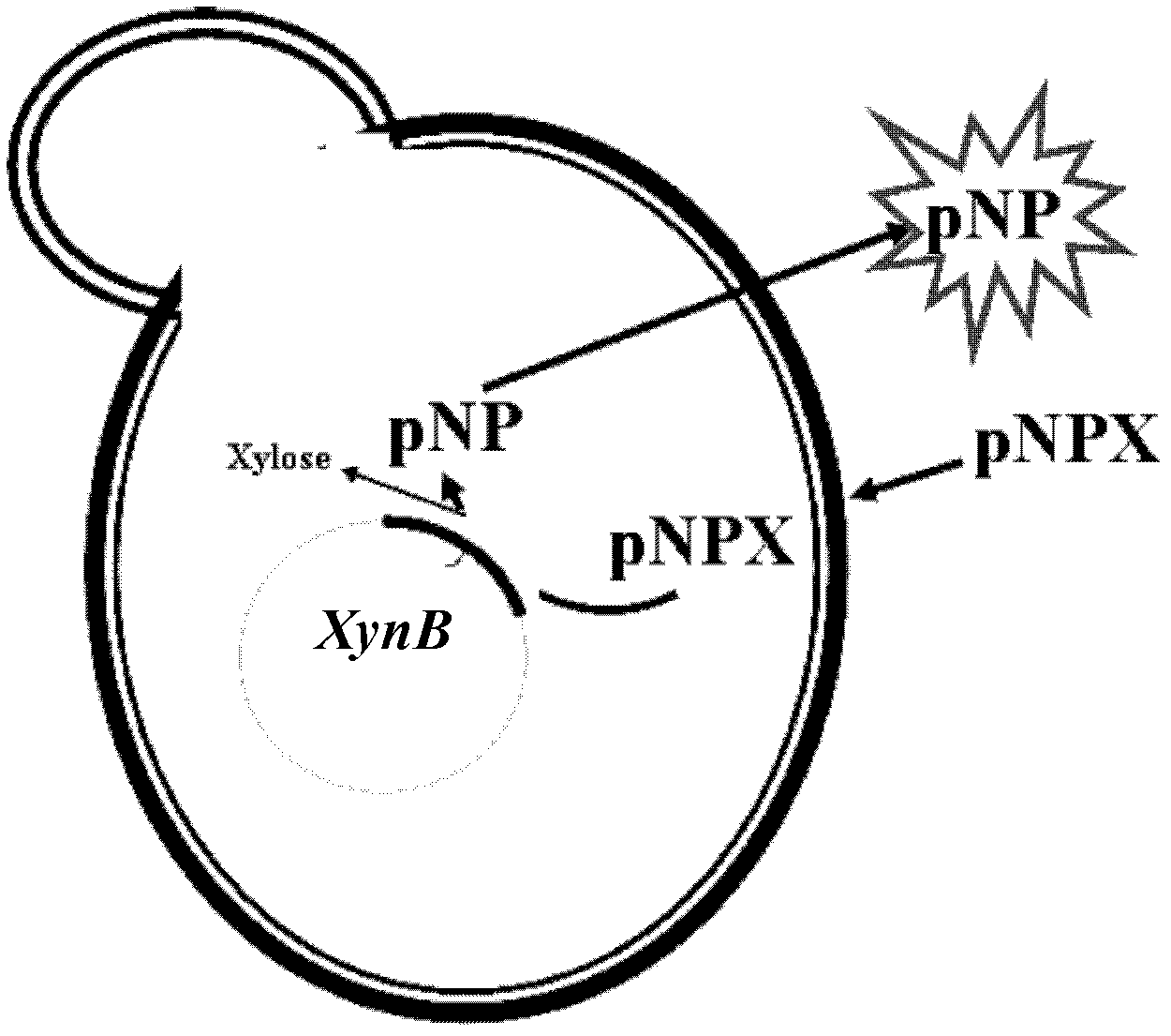 Saccharomyces cerevisiae strain and method for selecting saccharomyces cerevisiae strains expressing activated xylose translocator