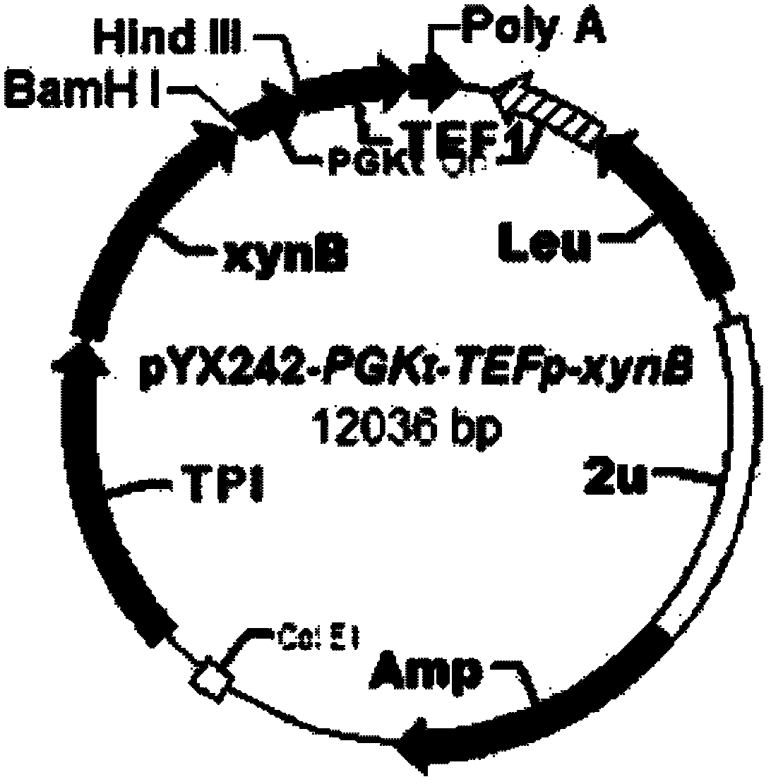 Saccharomyces cerevisiae strain and method for selecting saccharomyces cerevisiae strains expressing activated xylose translocator