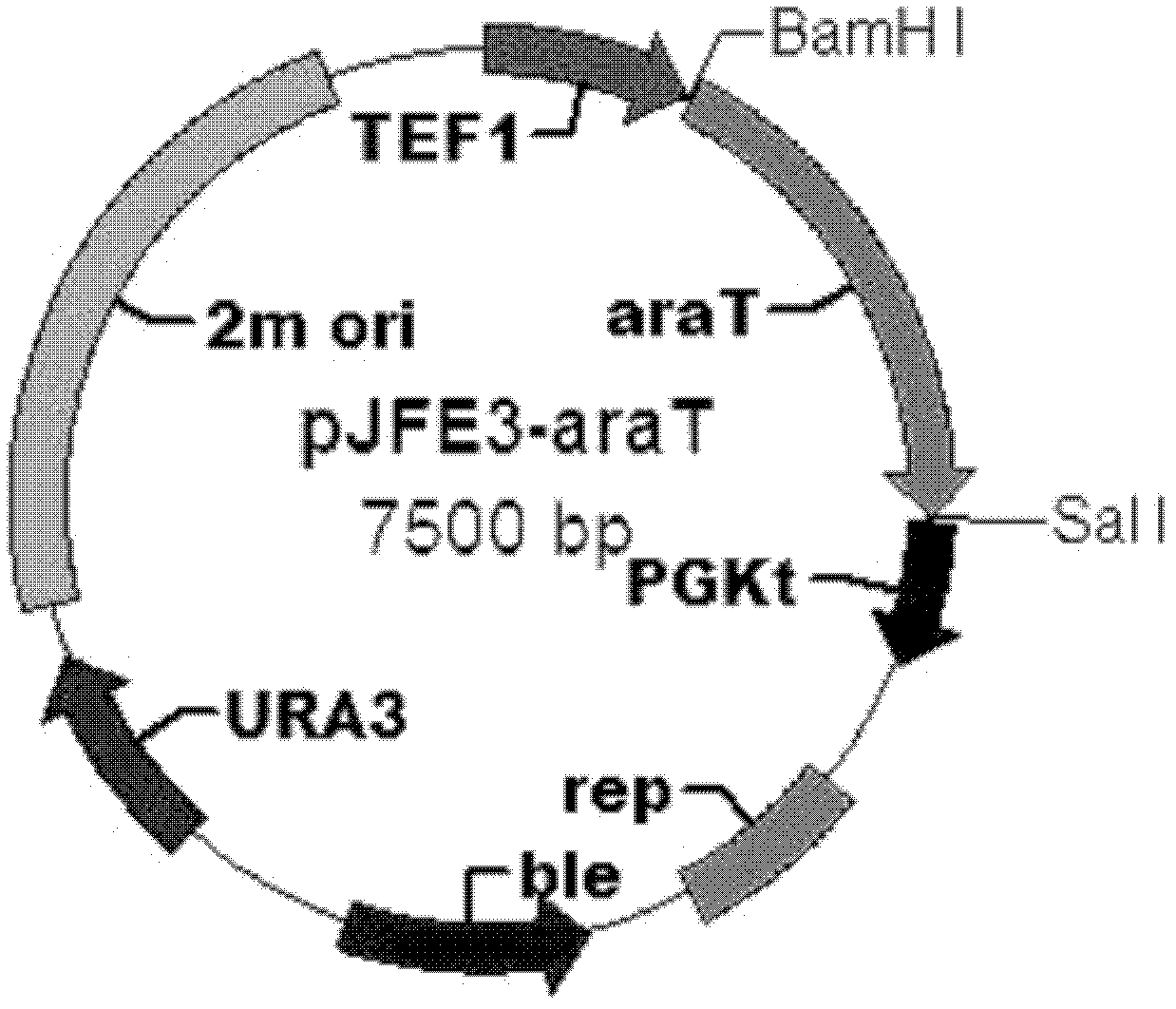 Saccharomyces cerevisiae strain and method for selecting saccharomyces cerevisiae strains expressing activated xylose translocator