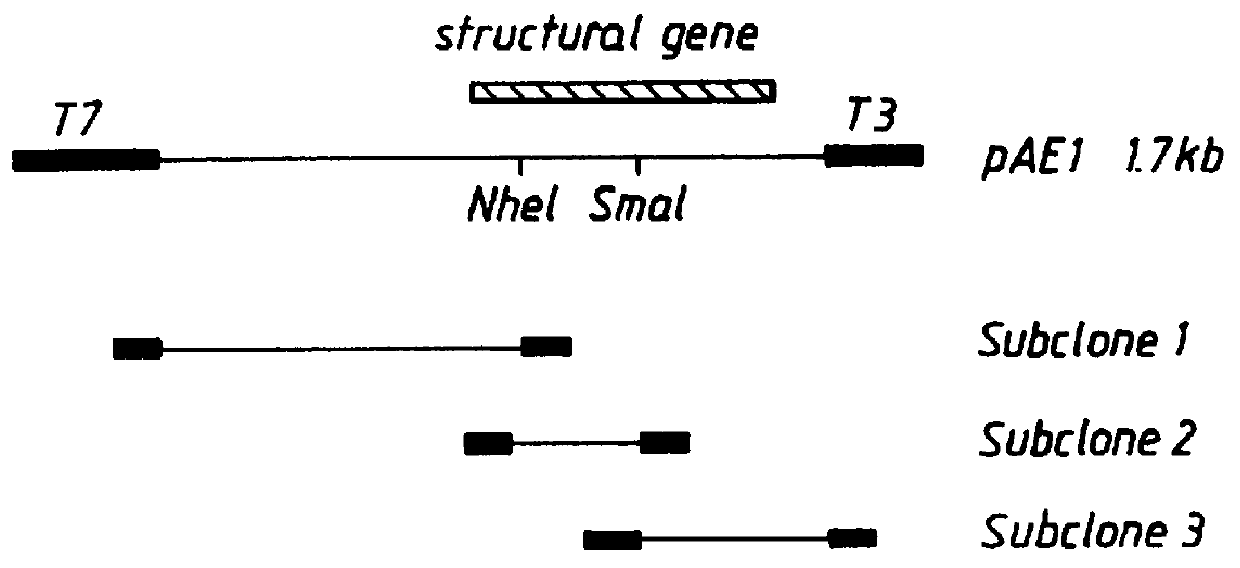 Bacterial antigens and vaccine compositions