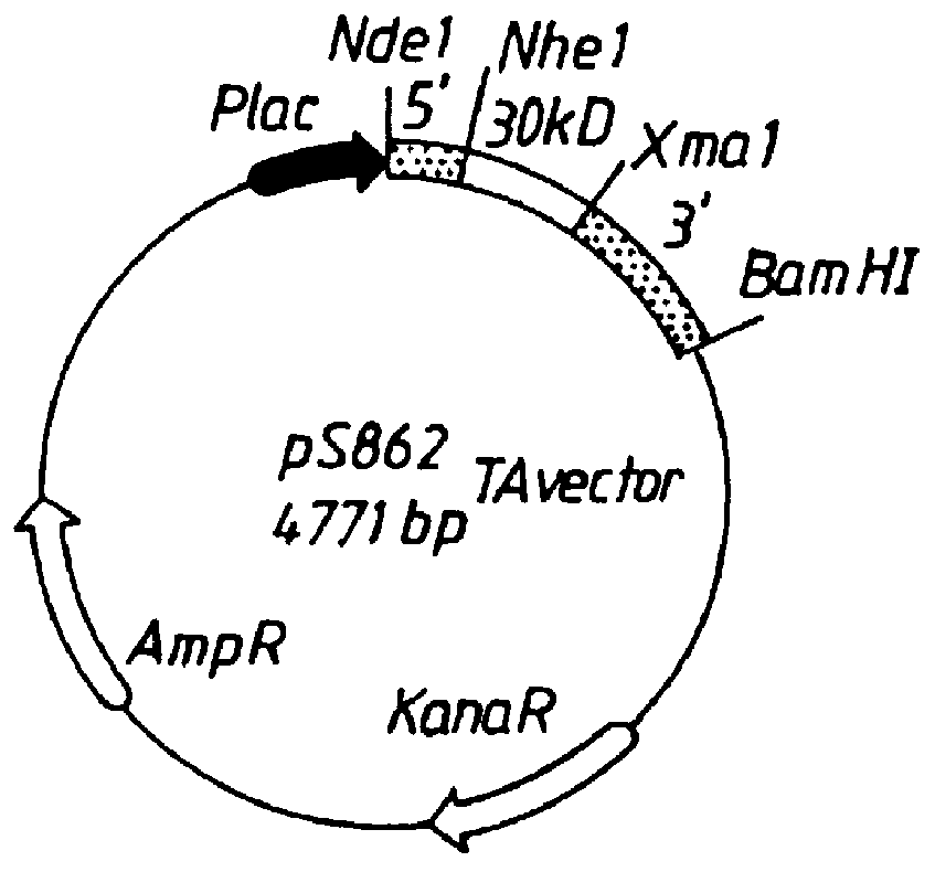 Bacterial antigens and vaccine compositions