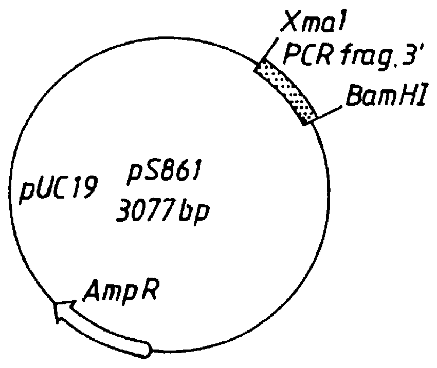 Bacterial antigens and vaccine compositions