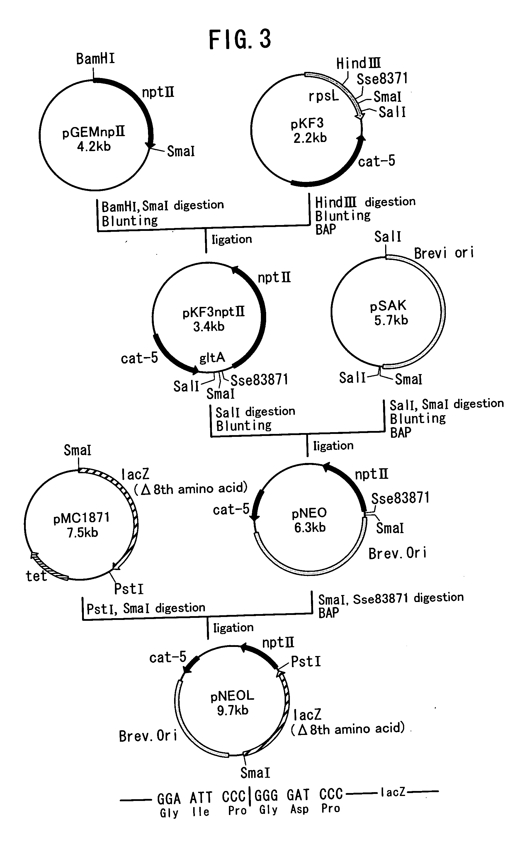 Method of constructing amino acid producing bacterial strains, and method of preparing amino acids by fermentation with the constructed amino acid producing bacterial strains