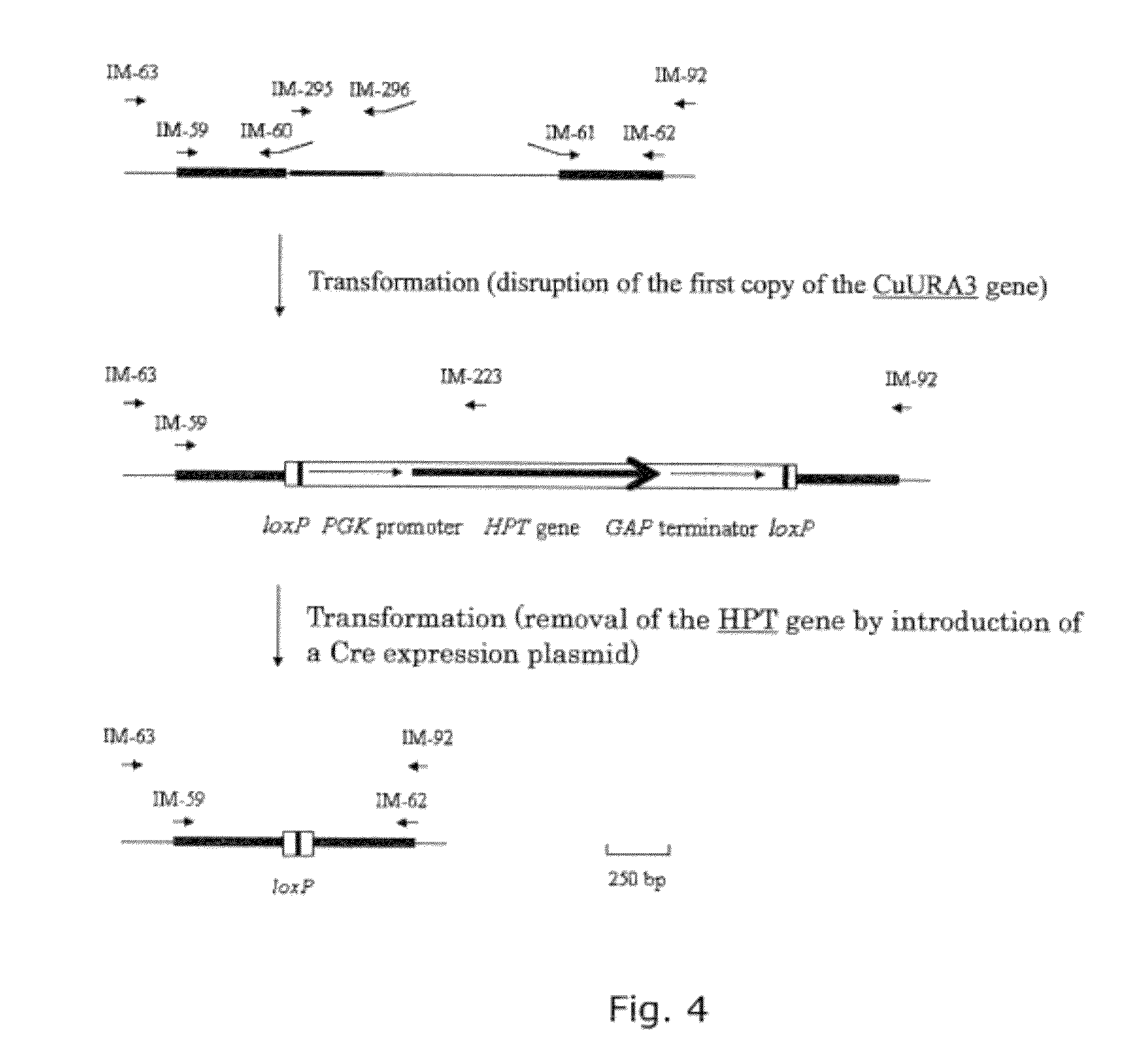 Method for production of substance in candida  utilis using xylose as carbon source