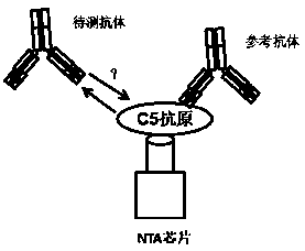 Screening method of pH-dependent antibody targeting complement protein C5