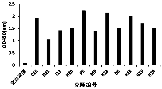 Screening method of pH-dependent antibody targeting complement protein C5