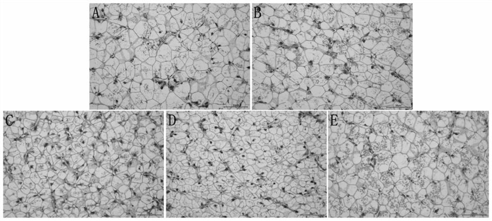 Application of Bupleuri Radix Extract as Feed Additive for Grouper