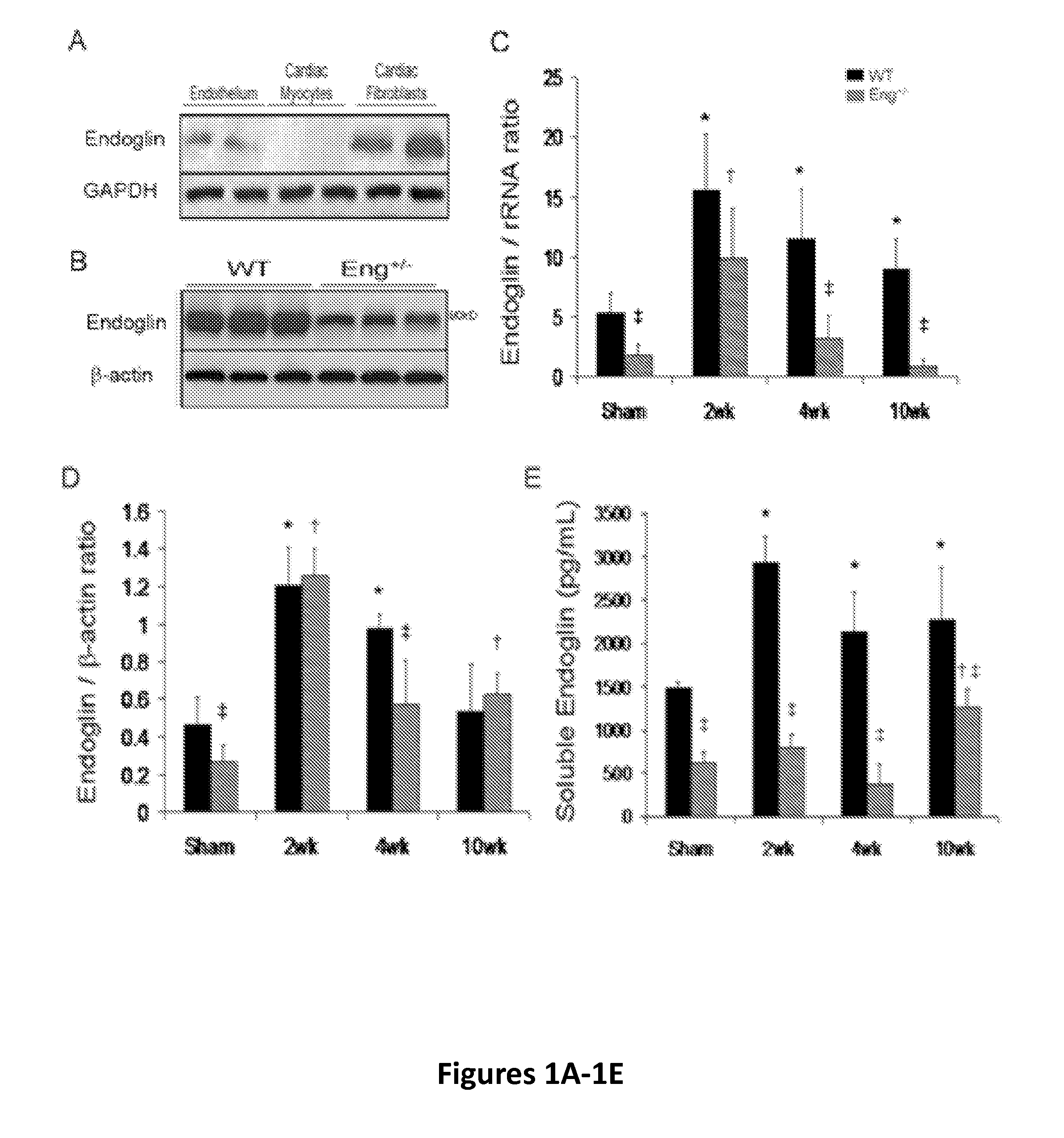 Treatment of heart failure and related conditions