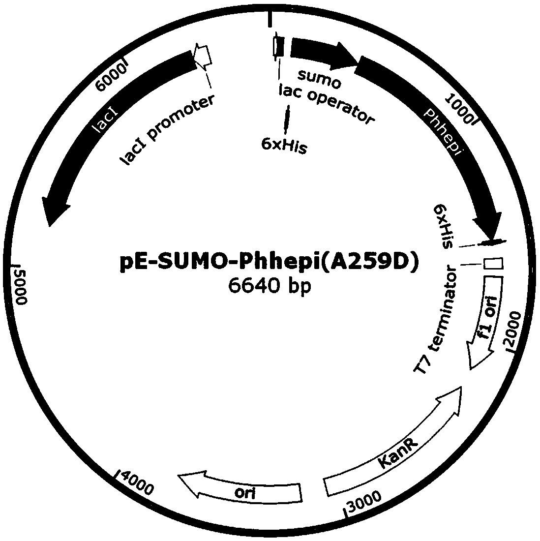 Specific enzyme activity improved directionally modified enzyme of heparinase I as well as molecular modification method and expression engineered bacterium