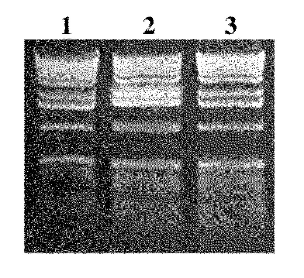 Dry compositions and methods for gel electrophoresis