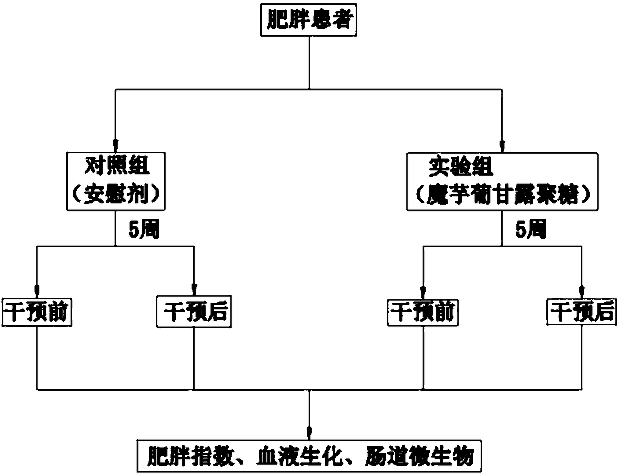 Application of konjac flour to treatment and improvement of obesity