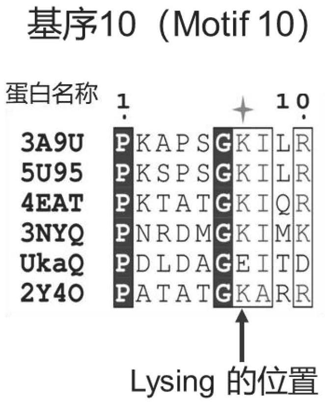 Acyl CoA synthetase and application thereof